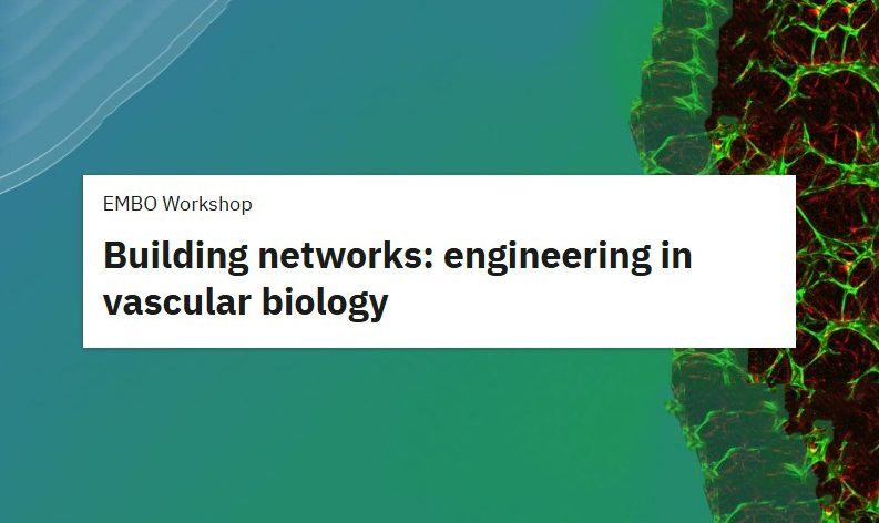 Building networks: engineering in vascular biology