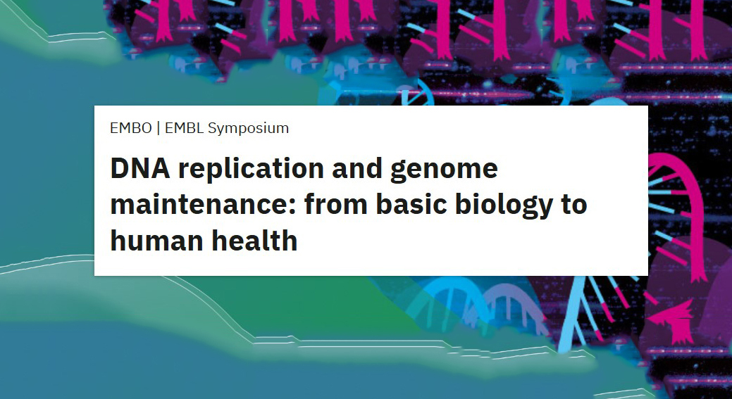 DNA replication and genome maintenance: from basic biology to human health