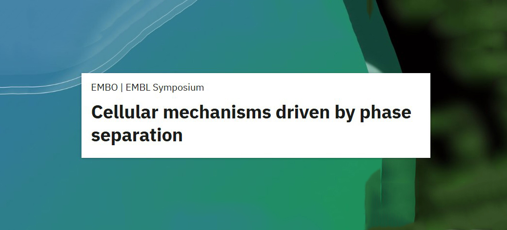 Cellular mechanisms driven by phase separation