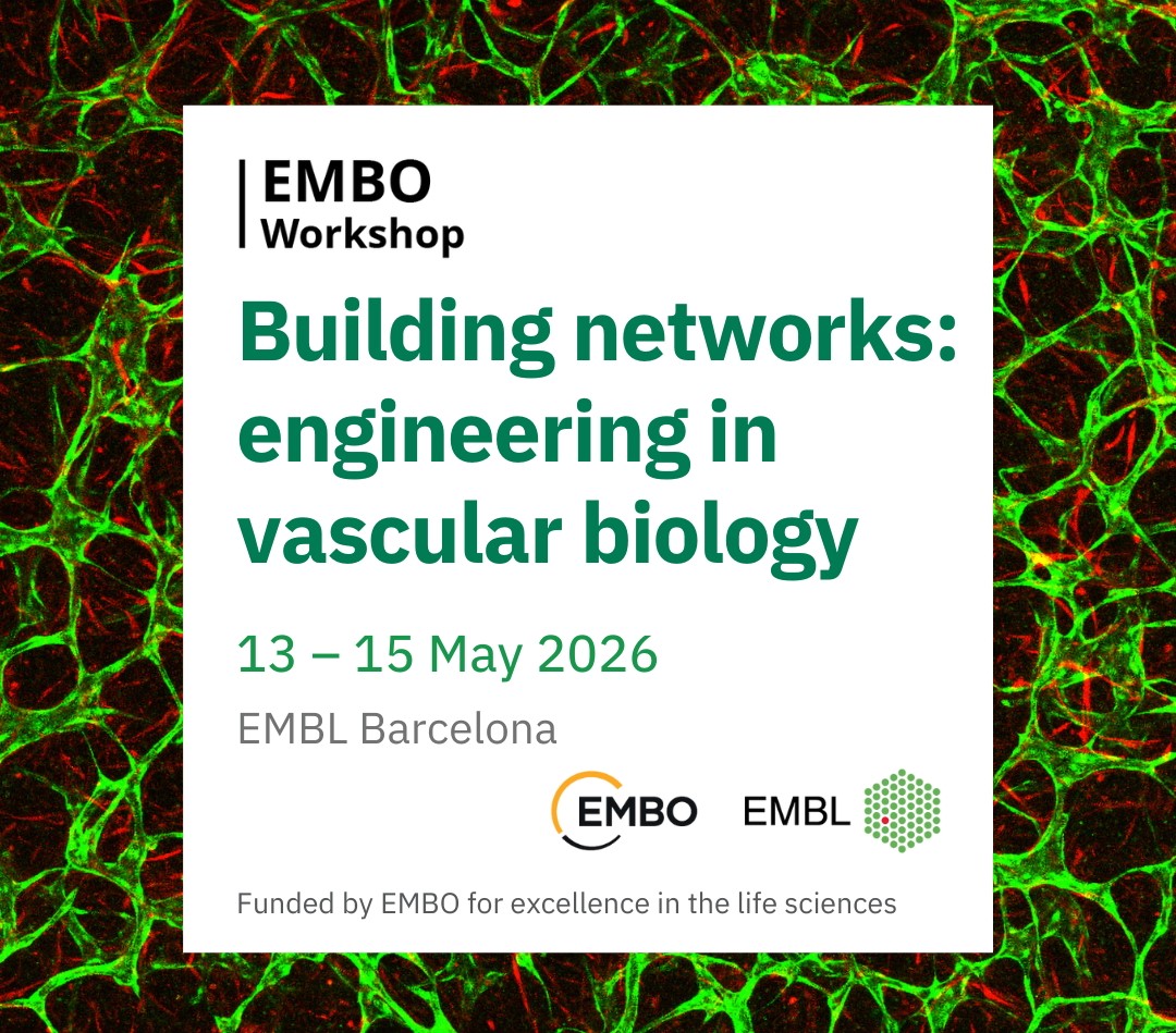 Building networks: engineering in vascular biology