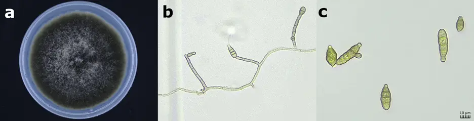 Figure_4_1